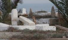 بالصور: مخاوف السكان تتزايد بعد مشاهدتهم الثعالب تتجول بين البيوت بحي الجبلية